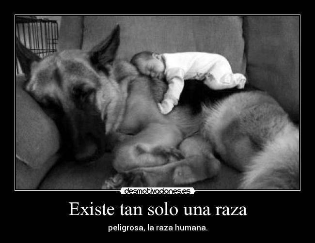 carteles beautiful dog desmotivaciones