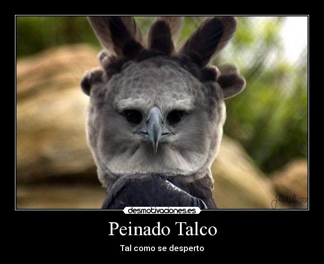 Peinado Talco - Tal como se desperto