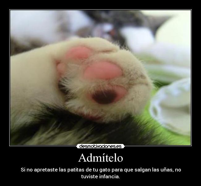 carteles patas gato desmotivaciones