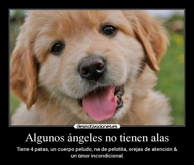 Algunos ángeles no tienen alas - Tiene 4 patas, un cuerpo peludo, na de pelotita, orejas de atención &
un αmor incondicional.♥