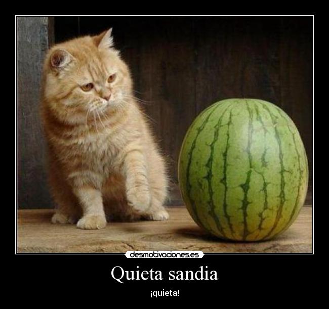 Quieta sandia - ¡quieta!