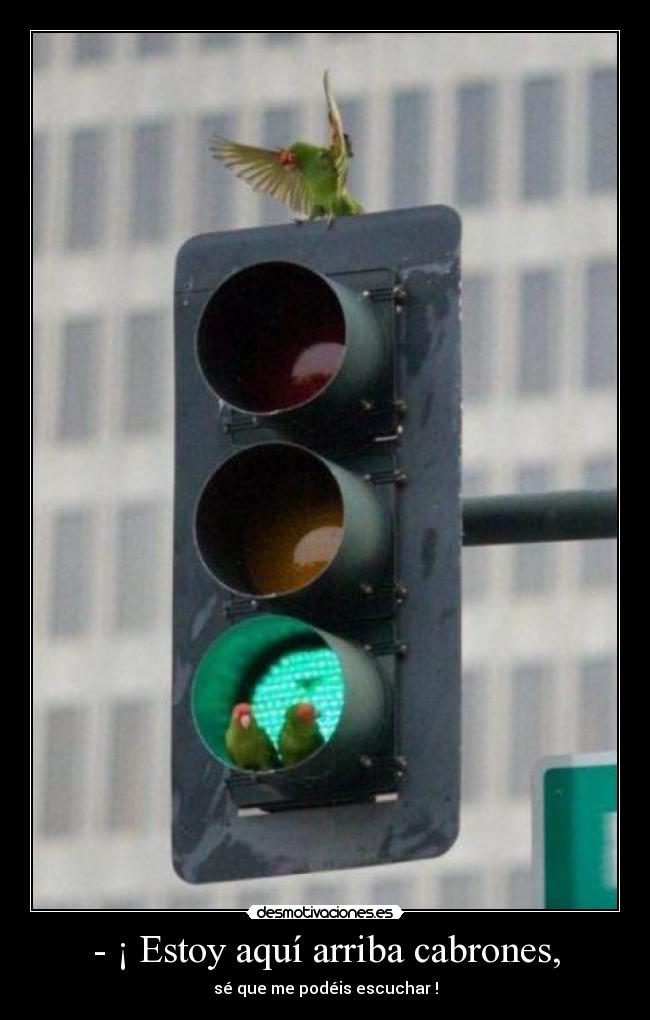 - ¡ Estoy aquí arriba cabrones, - 