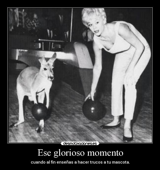 carteles win ensenado dar pata mis perritos muahaha desmotivaciones