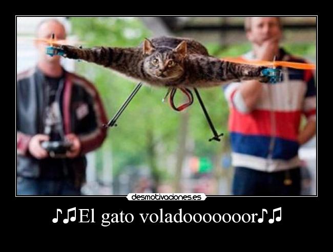 ♪♫El gato voladooooooor♪♫ -