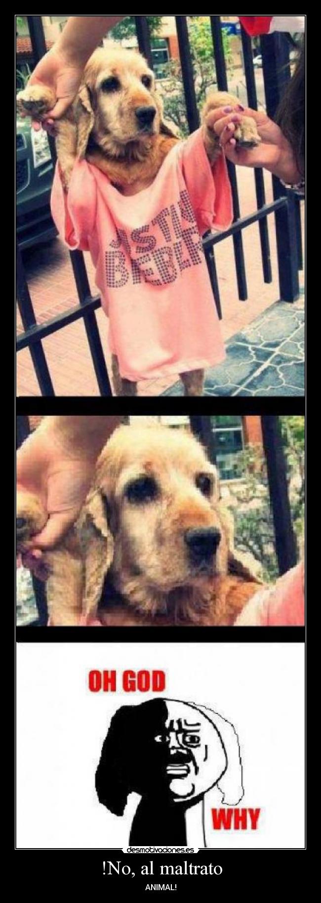 !No, al maltrato - ANIMAL!