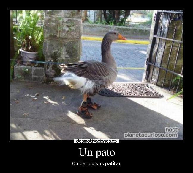 Un pato - Cuidando sus patitas