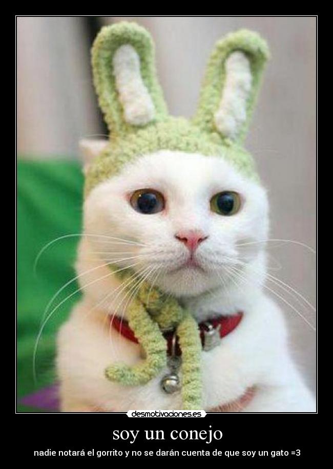 soy un conejo - nadie notará el gorrito y no se darán cuenta de que soy un gato =3