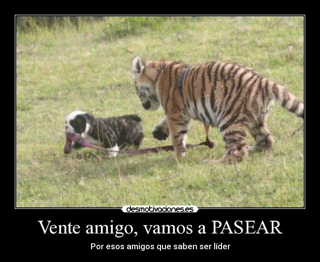Vente amigo, vamos a PASEAR - Por esos amigos que saben ser líder