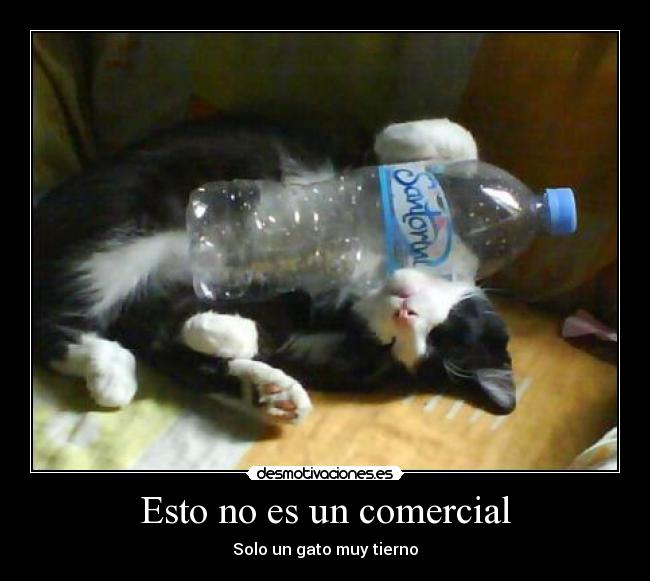 Esto no es un comercial - Solo un gato muy tierno