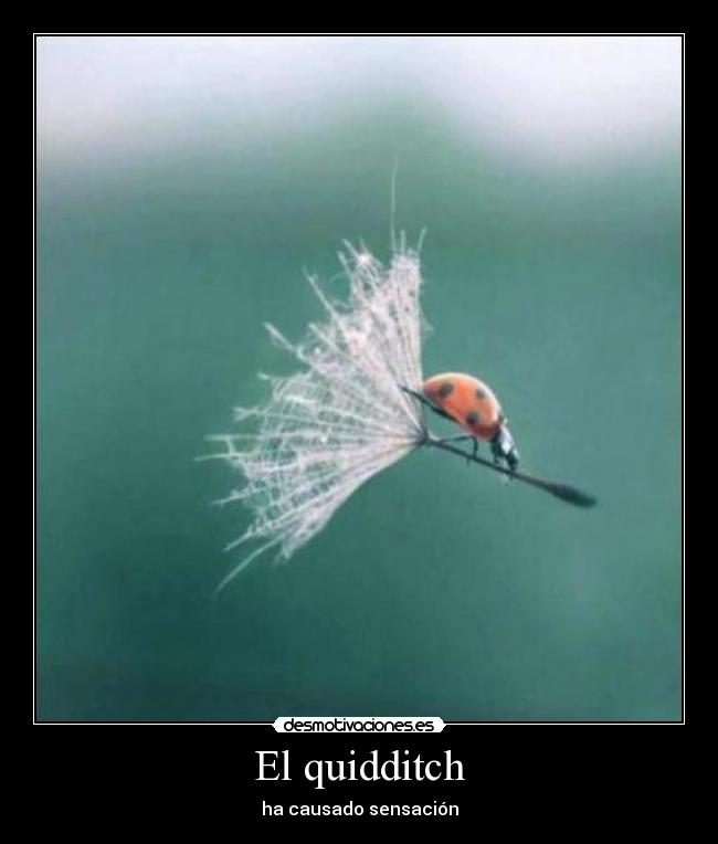 El quidditch - ha causado sensación