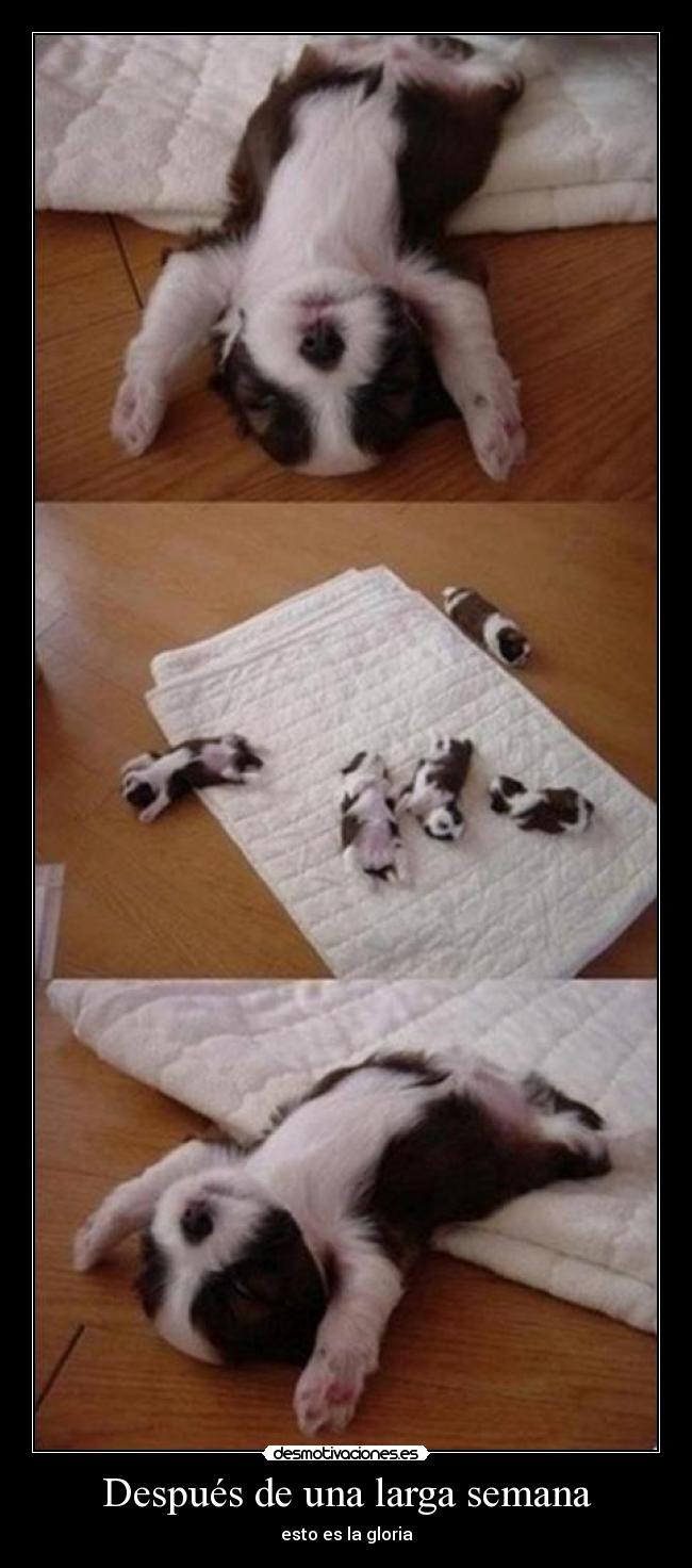 Después de una larga semana - esto es la gloria