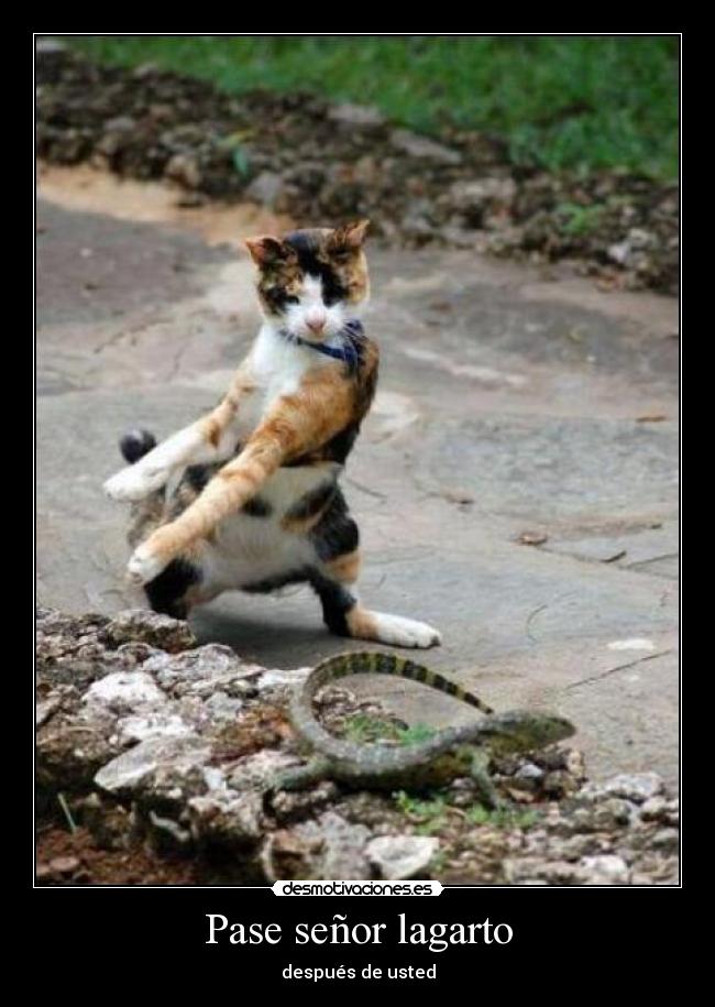 Pase señor lagarto - después de usted