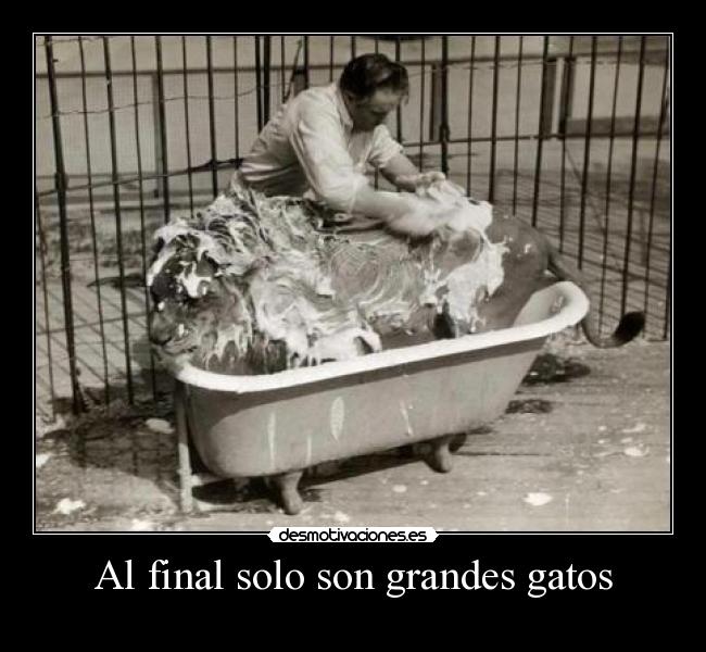 carteles gatos final solo son grandes gatos desmotivaciones