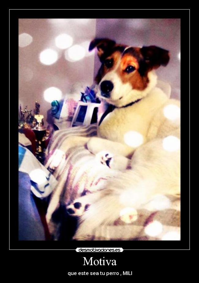 Motiva - que este sea tu perro , MILI