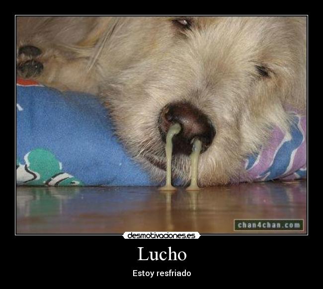 Lucho - Estoy resfriado