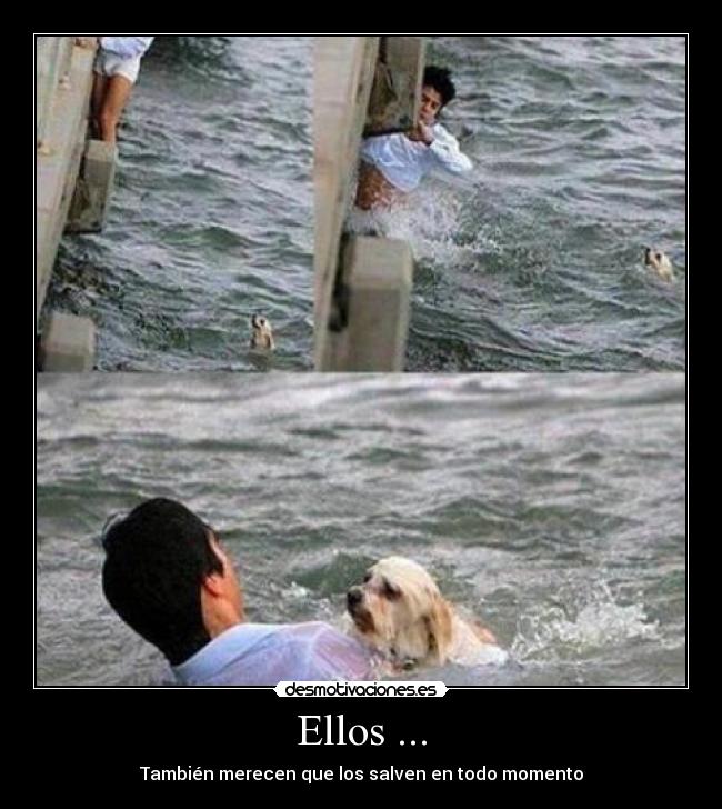 Ellos ... - 