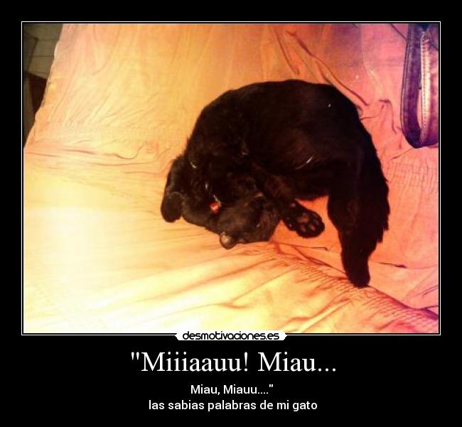 Miiiaauu! Miau... - Miau, Miauu....
 las sabias palabras de mi gato