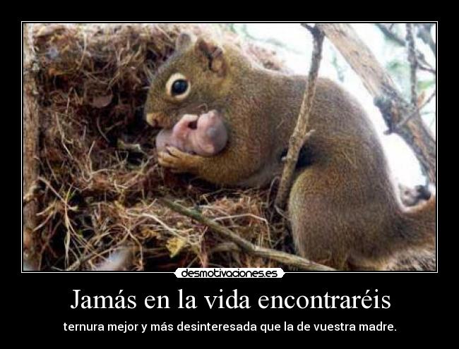 Jamás en la vida encontraréis - ternura mejor y más desinteresada que la de vuestra madre.