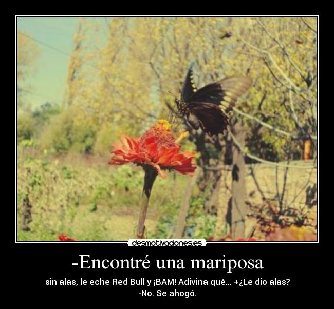 -Encontré una mariposa - sin alas, le eche Red Bull y ¡BAM! Adivina qué... +¿Le dio alas? -No. Se ahogó.