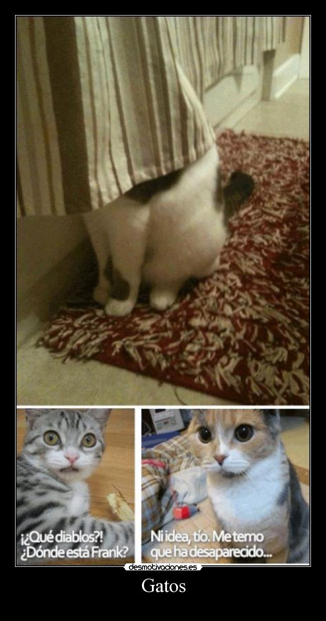 Gatos -