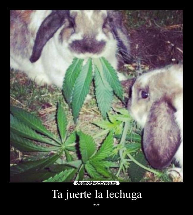 Ta juerte la lechuga - 