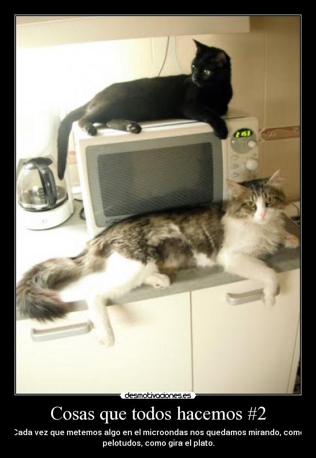 carteles tete28 pelotudeses pelotudeces everywhere desmotivaciones