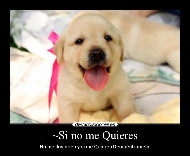~Si no me Quieres - 