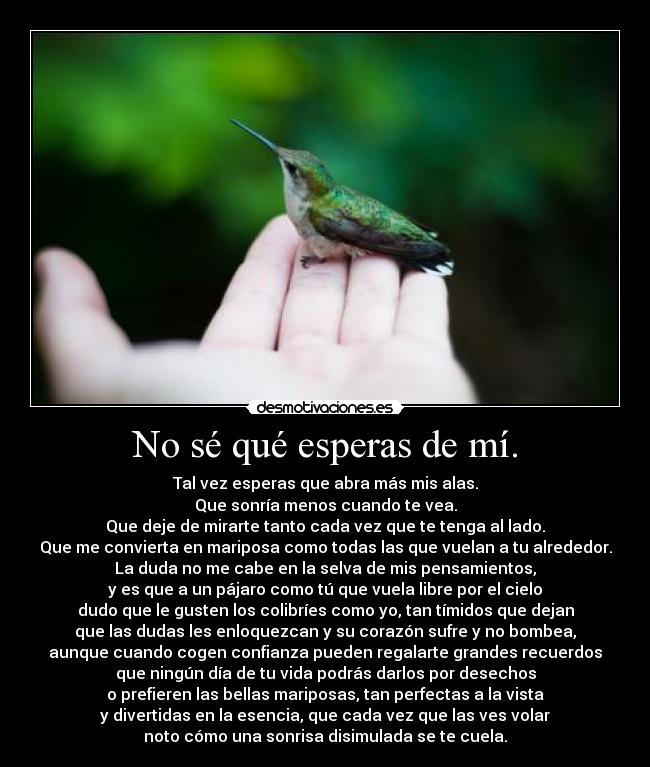 No sé qué esperas de mí. - Tal vez esperas que abra más mis alas.
Que sonría menos cuando te vea.
Que deje de mirarte tanto cada vez que te tenga al lado.
Que me convierta en mariposa como todas las que vuelan a tu alrededor.
La duda no me cabe en la selva de mis pensamientos,
y es que a un pájaro como tú que vuela libre por el cielo
dudo que le gusten los colibríes como yo, tan tímidos que dejan
que las dudas les enloquezcan y su corazón sufre y no bombea,
aunque cuando cogen confianza pueden regalarte grandes recuerdos
que ningún día de tu vida podrás darlos por desechos
o prefieren las bellas mariposas, tan perfectas a la vista
y divertidas en la esencia, que cada vez que las ves volar
noto cómo una sonrisa disimulada se te cuela.