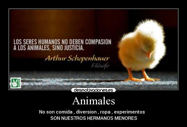 Animales -
