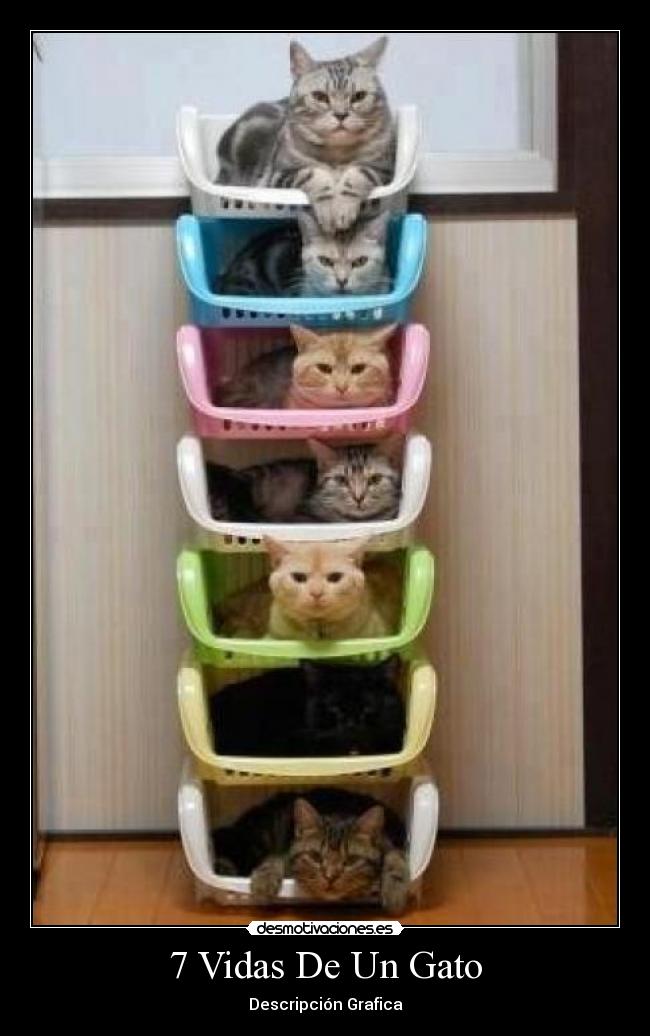7 Vidas De Un Gato -