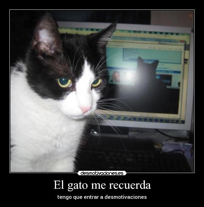 El gato me recuerda - 
