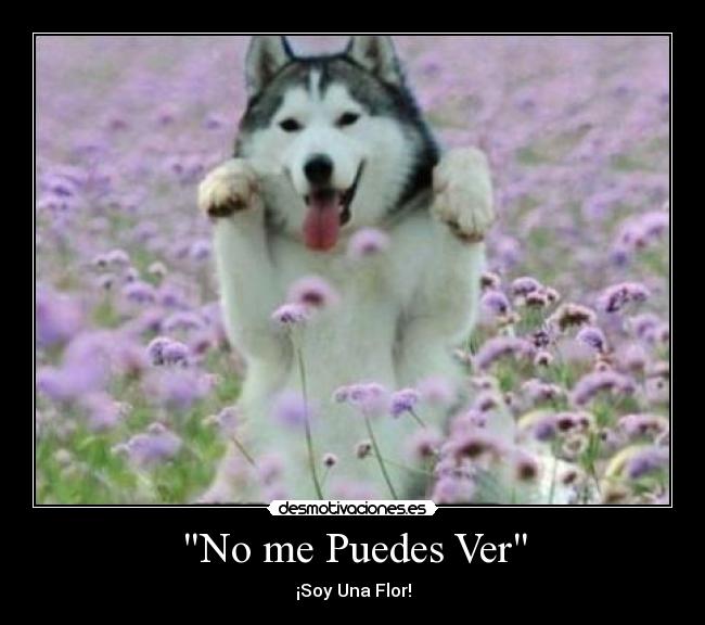 No me Puedes Ver - ¡Soy Una Flor!