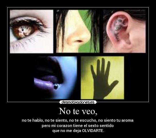 No te veo, - no te hablo, no te siento, no te escucho, no siento tu aroma
pero mi corazon tiene el sexto sentido
que no me deja OLVIDARTE.
