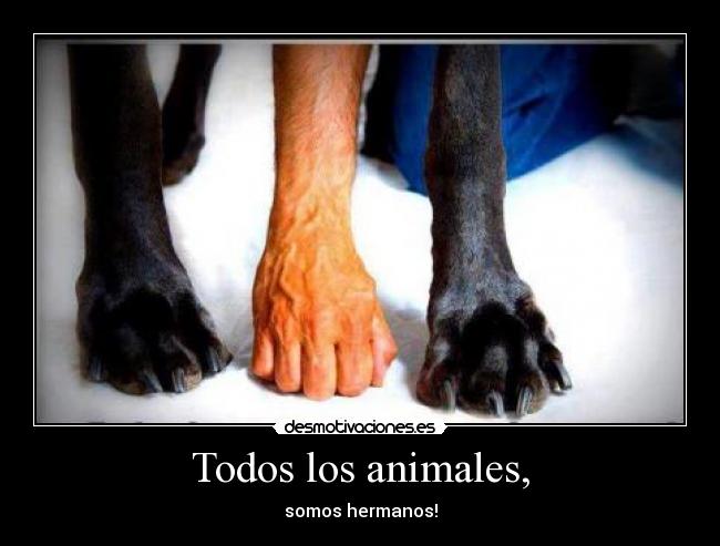 Todos los animales, - somos hermanos!