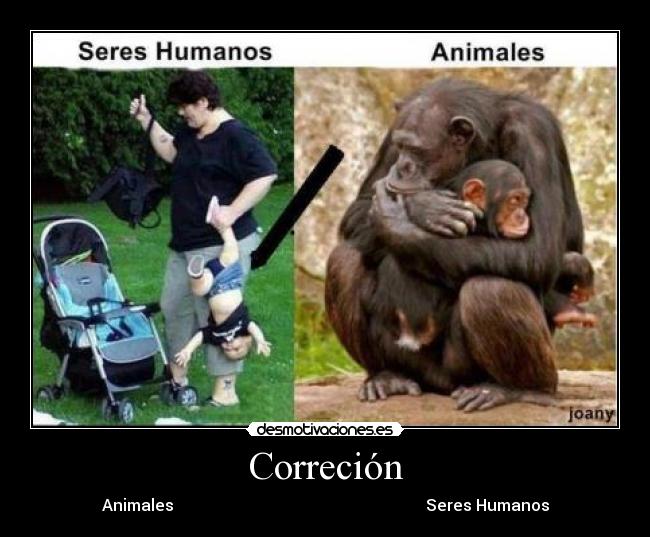 Correción - Animales Seres Humanos