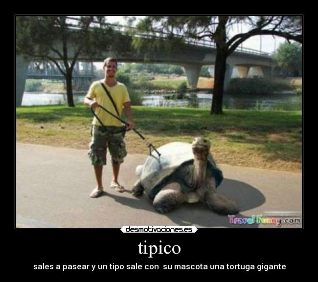 tipico -