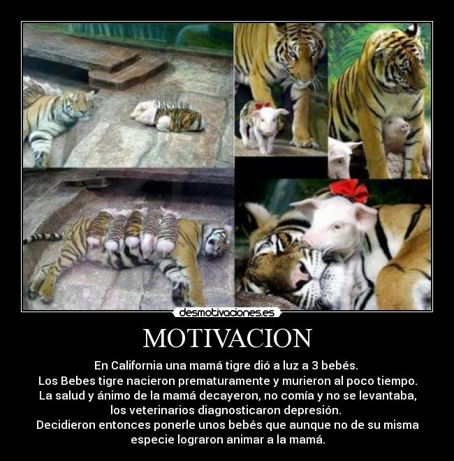 MOTIVACION - En California una mamá tigre dió a luz a 3 bebés. 
Los Bebes tigre nacieron prematuramente y murieron al poco tiempo.
La salud y ánimo de la mamá decayeron, no comía y no se levantaba,
los veterinarios diagnosticaron depresión. 
Decidieron entonces ponerle unos bebés que aunque no de su misma
especie lograron animar a la mamá.