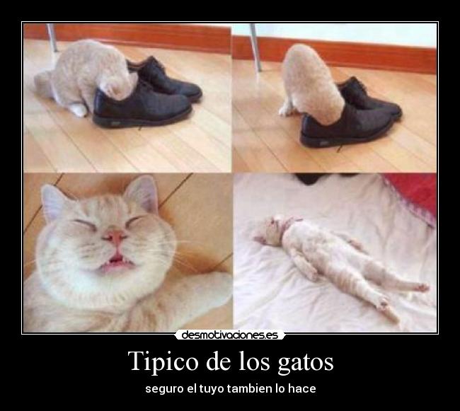 Tipico de los gatos - seguro el tuyo tambien lo hace