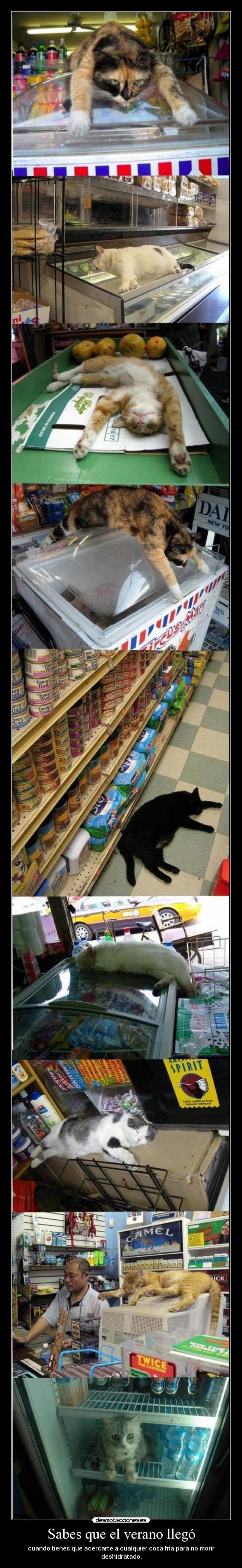 Sabes que el verano llegó - 