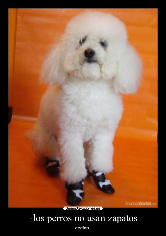 -los perros no usan zapatos - 