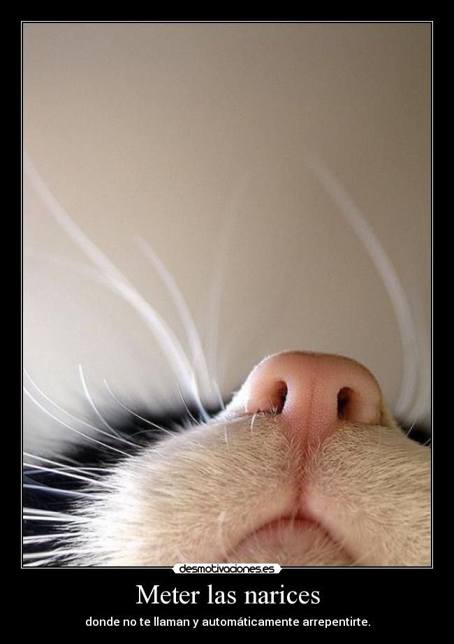 Meter las narices -