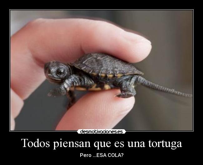 Todos piensan que es una tortuga - Pero ...ESA COLA?