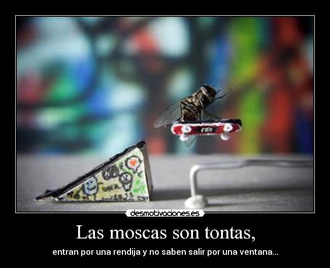 Las moscas son tontas, - entran por una rendija y no saben salir por una ventana...