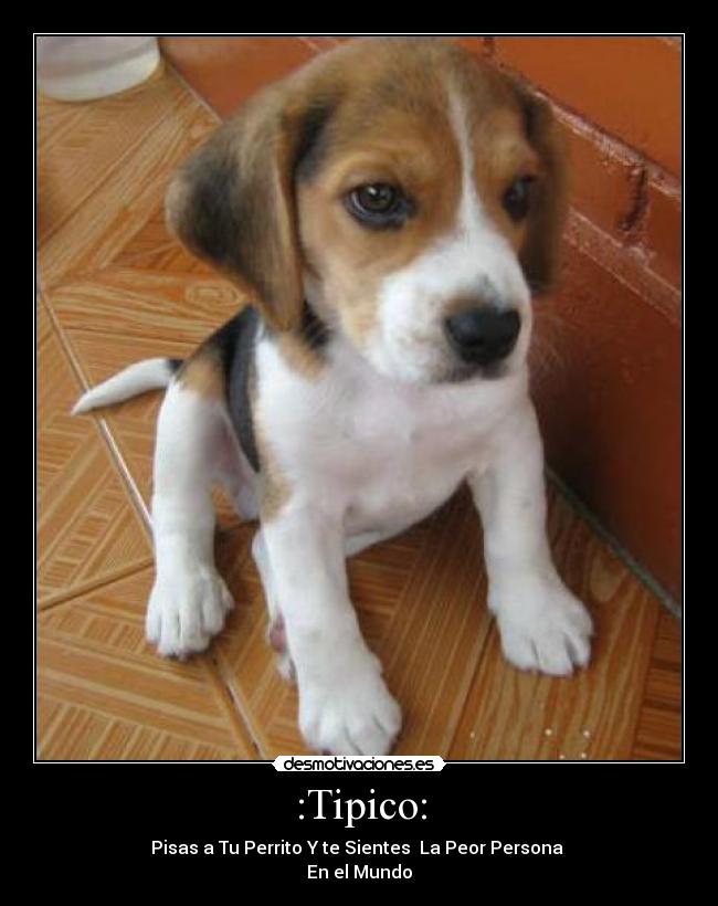 :Tipico: - Pisas a Tu Perrito Y te Sientes La Peor Persona
En el Mundo