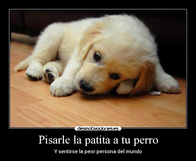 Pisarle la patita a tu perro -