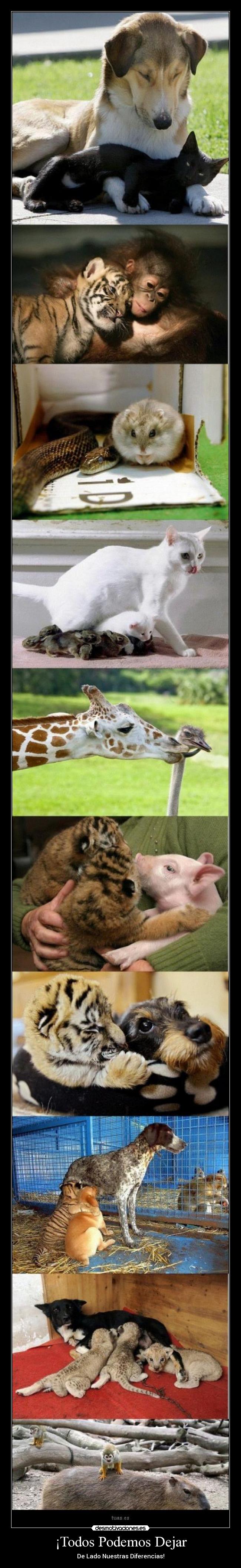 ¡Todos Podemos Dejar -