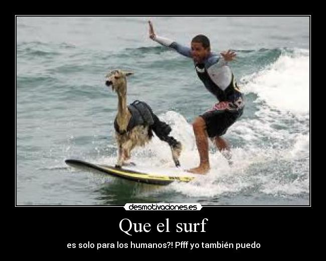 Que el surf - es solo para los humanos?! Pfff yo también puedo