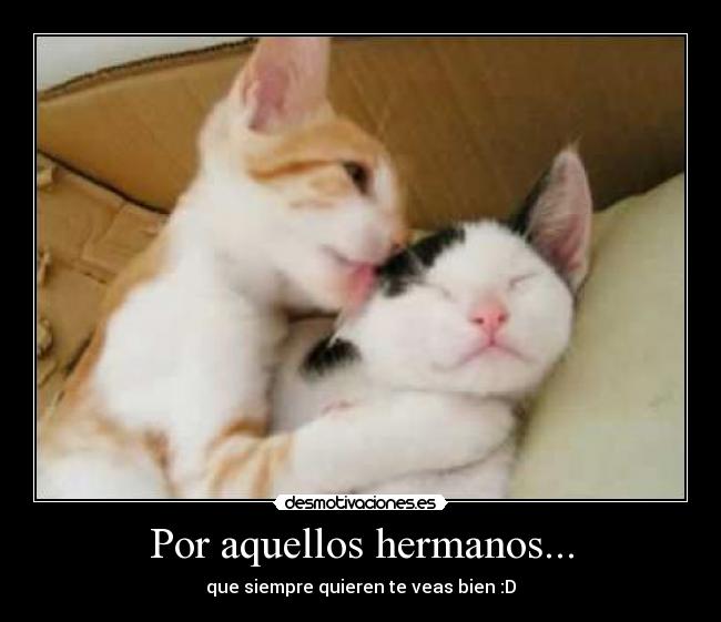 carteles gatos amor amistad hermanos carino desmotivaciones