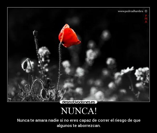 carteles nunca amara nadie eres capaz correr riesgo que algunos aborrezcan desmotivaciones