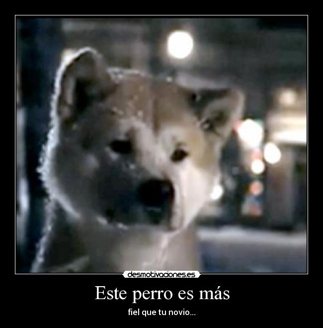 Este perro es más -